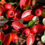 image: Image from the photoset &lsquo;rumelange (xxix)&rsquo;.