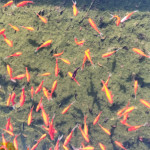 image: Image from the photoset &lsquo;untitled (xlv)&rsquo;.