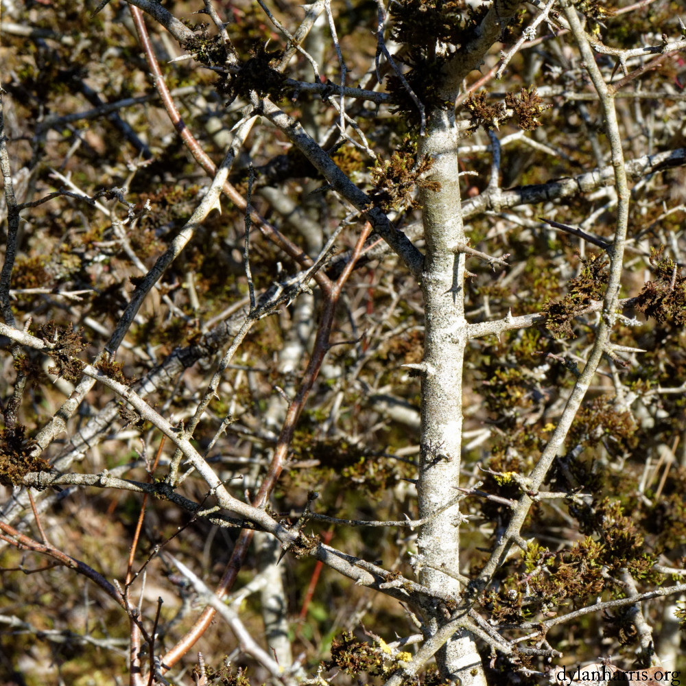 image: This is &lsquo;rumelange (xxx) 2&rsquo;.