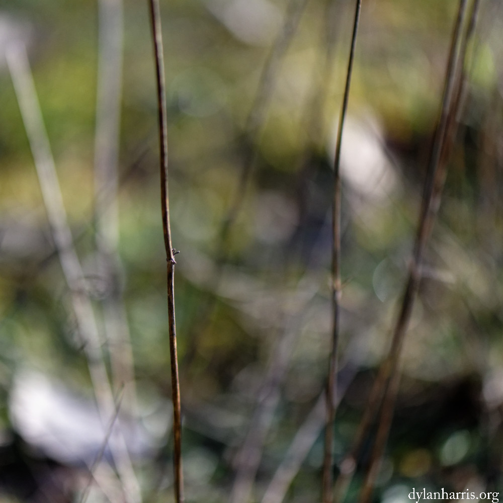 image: This is &lsquo;rumelange (xxx) 6&rsquo;.