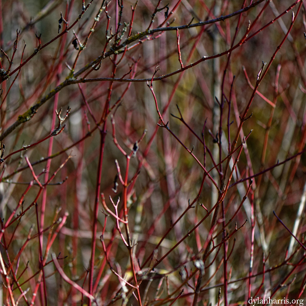 image: This is &lsquo;rumelange (xxxi) 4&rsquo;.