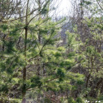 image: Image from the photoset &lsquo;rumelange (xxxi)&rsquo;.