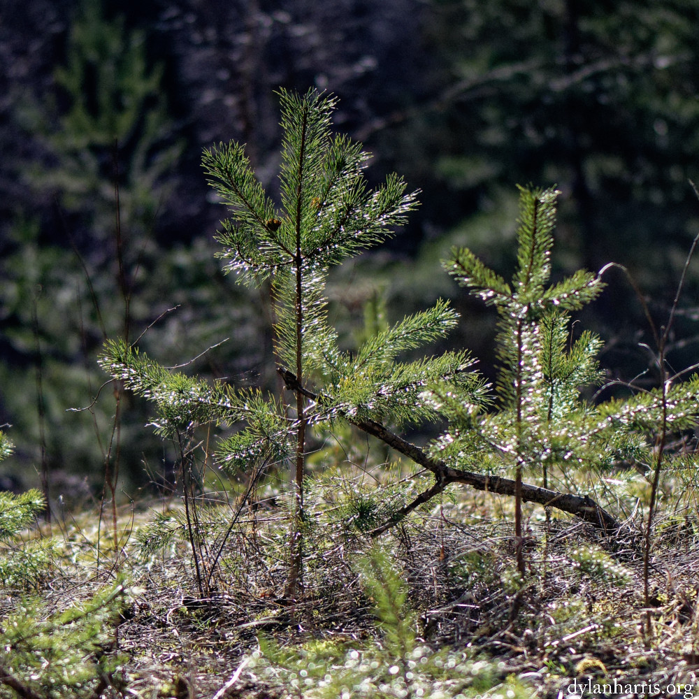 image: This is &lsquo;rumelange (xxxii) 2&rsquo;.