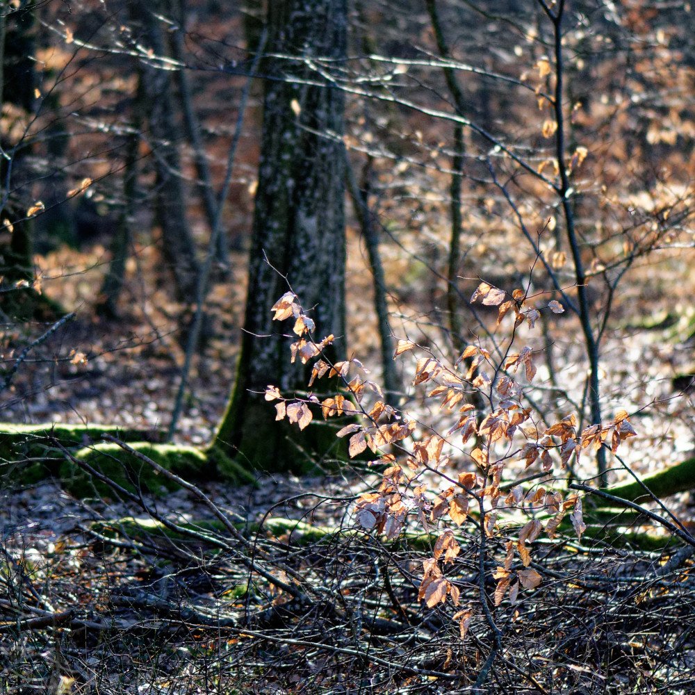 image: This is &lsquo;mullerthal (v) 1&rsquo;.