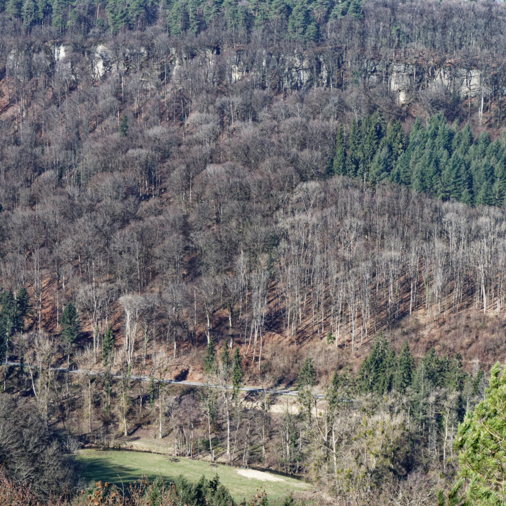 image: This is &lsquo;mullerthal (v) 43&rsquo;.