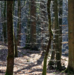 image: Image from the photoset &lsquo;mullerthal (v)&rsquo;.