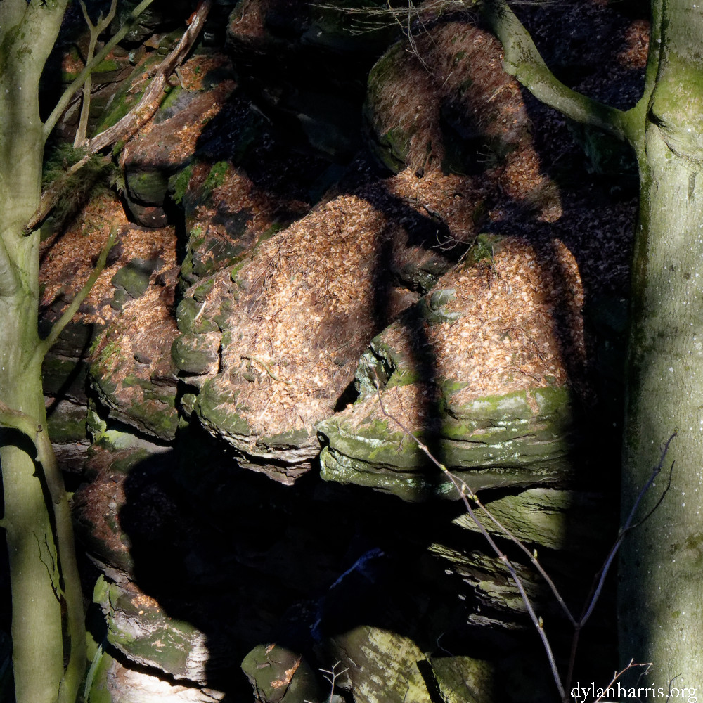 image: This is &lsquo;mullerthal (vi) 1&rsquo;.