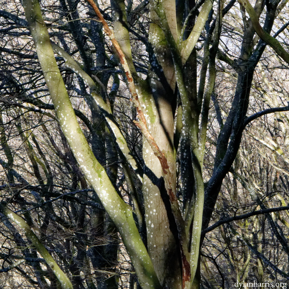 image: This is &lsquo;mullerthal (vi) 6&rsquo;.