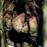 image: Image from the photoset &lsquo;mullerthal (vi)&rsquo;.