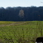 image: Image from the photoset &lsquo;mullerthal (vi)&rsquo;.