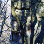 image: Image from the photoset &lsquo;mullerthal (vi)&rsquo;.