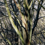 image: Image from the photoset &lsquo;mullerthal (vi)&rsquo;.