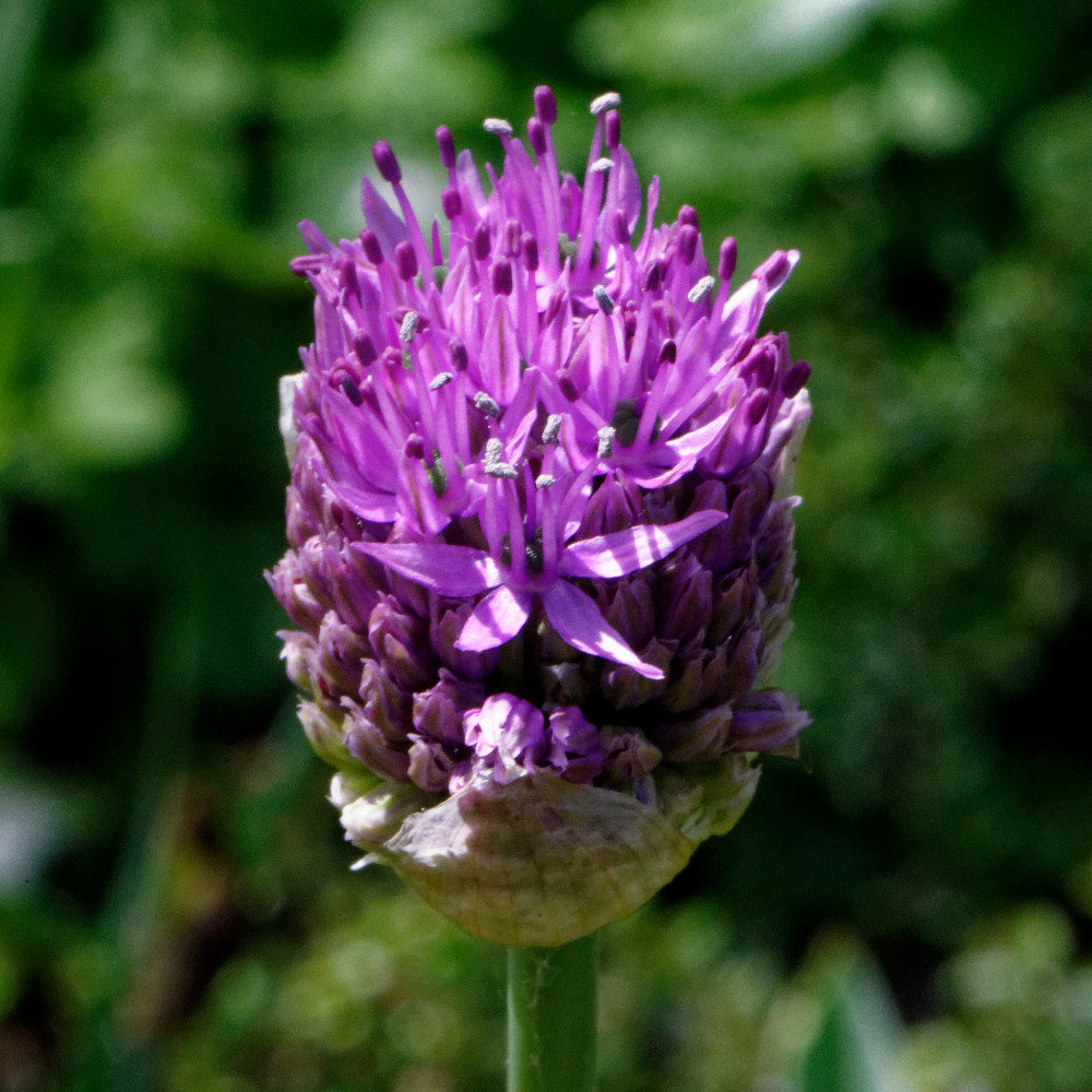 image: This is &lsquo;escher blummen (clxiv) 1&rsquo;.