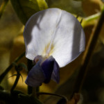 image: Image from the photoset &lsquo;escher blummen (clxiv)&rsquo;.