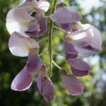 image: Image from the photoset &lsquo;escher blummen (clxiv)&rsquo;.