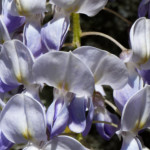 image: Image from the photoset &lsquo;escher blummen (clxiv)&rsquo;.