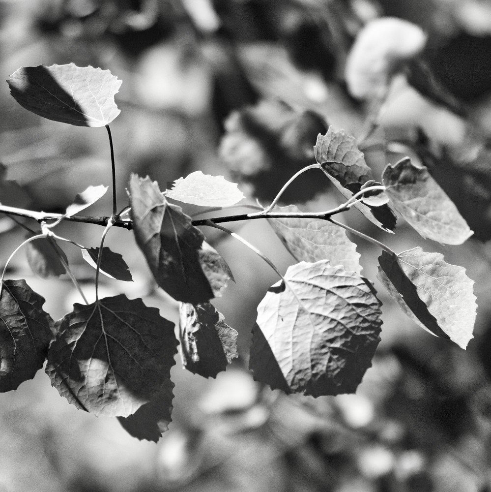 image: This is &lsquo;rumelange (xxxiv) 1&rsquo;.