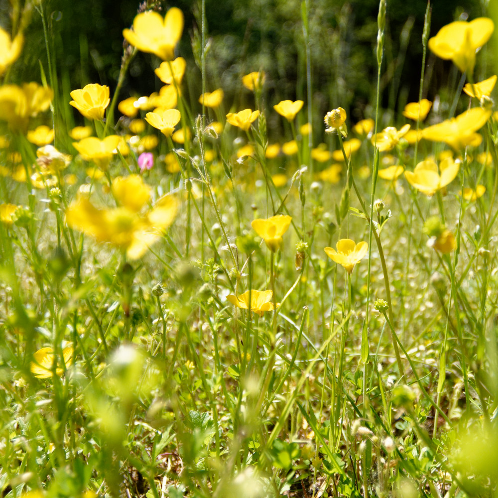 image: This is &lsquo;rumelange (xxxiv) 5&rsquo;.