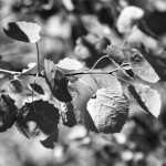 image: Image from the photoset &lsquo;rumelange (xxxiv)&rsquo;.