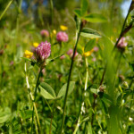 image: Image from the photoset &lsquo;rumelange (xxxv)&rsquo;.