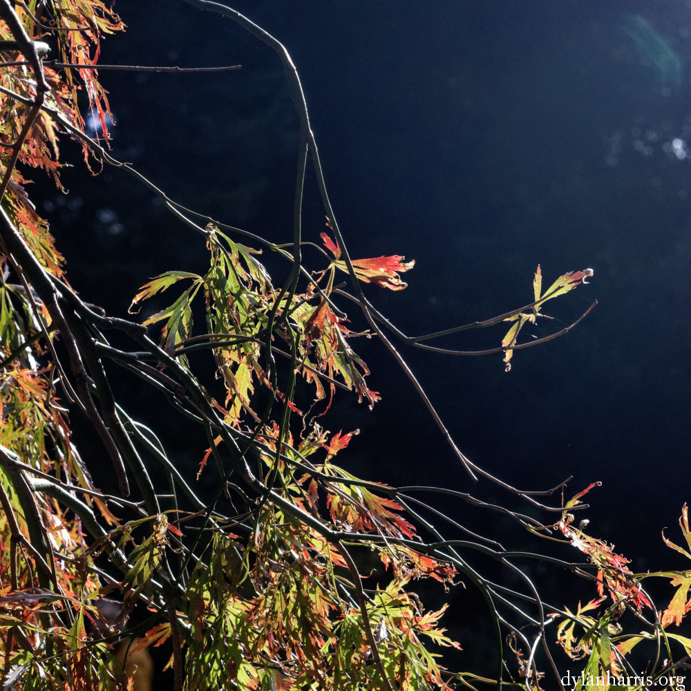 image: This is &lsquo;wood (il) 1&rsquo;.