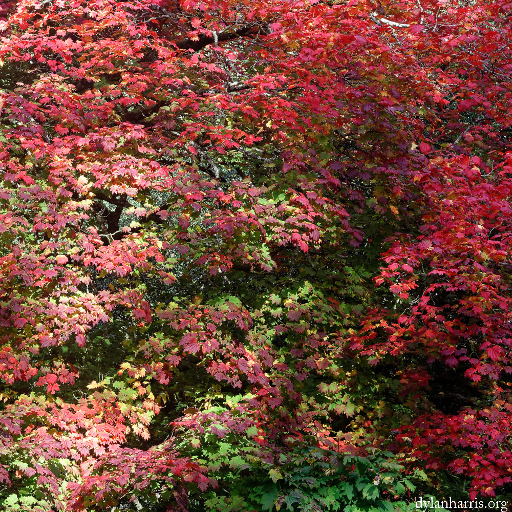 image: This is &lsquo;wood (il) 3&rsquo;.