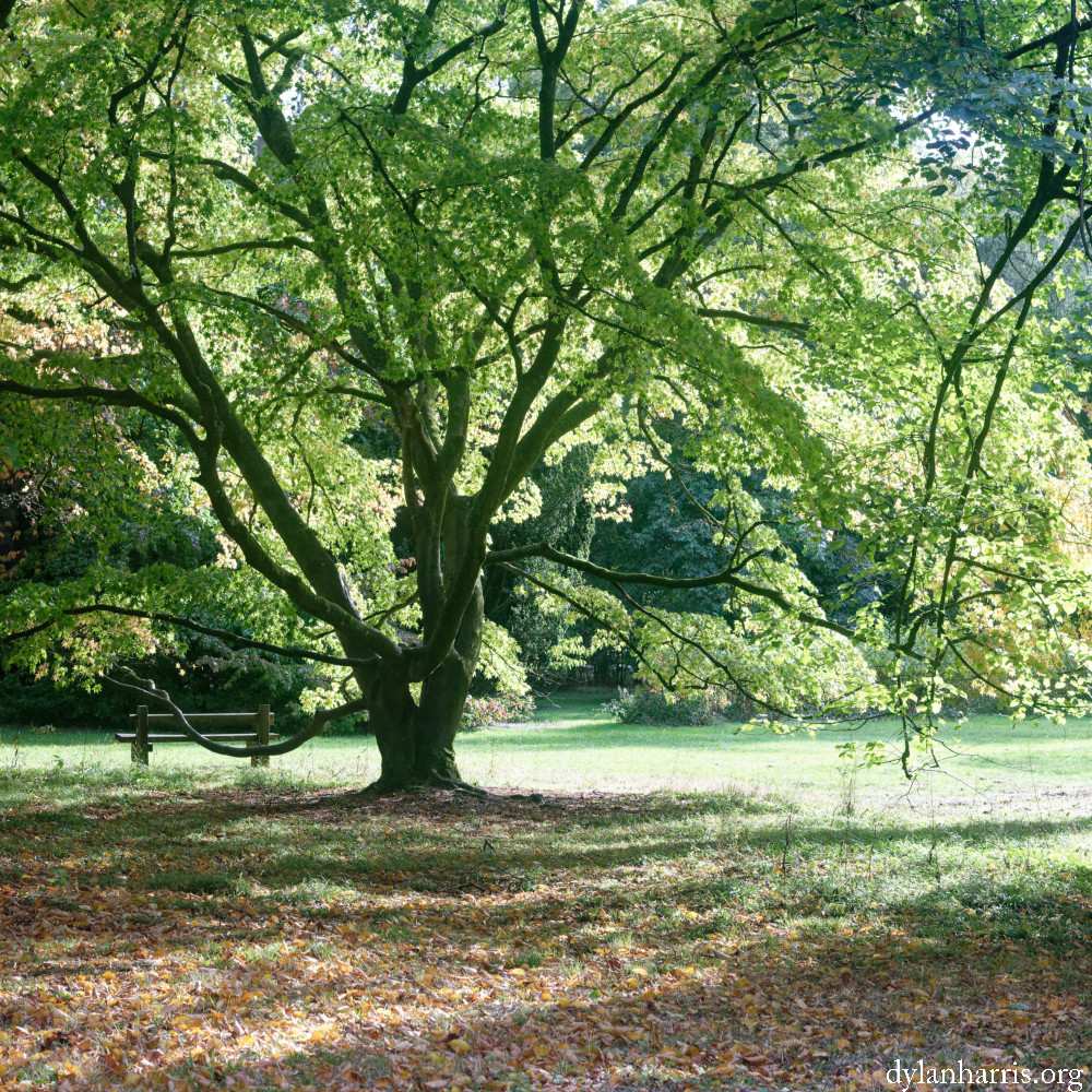 image: This is &lsquo;wood (il) 5&rsquo;.