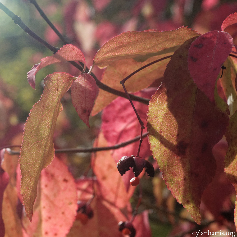 image: This is &lsquo;wood (il) 6&rsquo;.