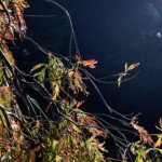 image: Image from the photoset &lsquo;wood (il)&rsquo;.