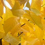 image: Image from the photoset &lsquo;wood (il)&rsquo;.