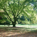 image: Image from the photoset &lsquo;wood (il)&rsquo;.