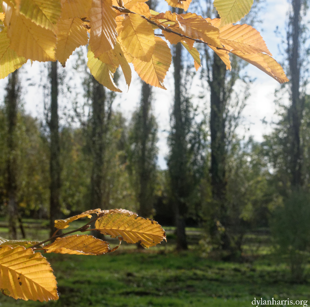 image: This is &lsquo;esch/uelzecht (xxxii) 5&rsquo;.