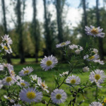 image: Image from the photoset &lsquo;esch/uelzecht (xxxii)&rsquo;.