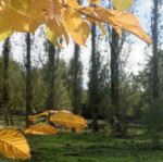 image: Image from the photoset &lsquo;esch/uelzecht (xxxii)&rsquo;.