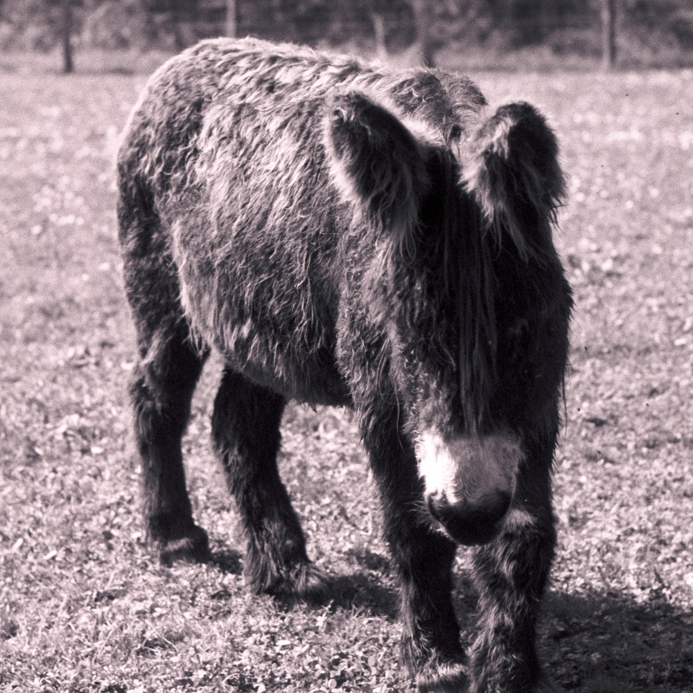 image: This is &lsquo;esch/uelzecht (xlii) 3&rsquo;.