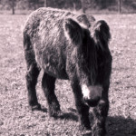 image: Image from the photoset &lsquo;esch/uelzecht (xlii)&rsquo;.