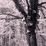 image: Image from the photoset &lsquo;terres rouges (xxiv)&rsquo;.