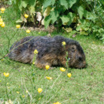 image: Image from the photoset &lsquo;esch/uelzecht (xliv)&rsquo;.