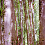 image: Image from the photoset &lsquo;terres rouges (xxv)&rsquo;.