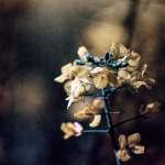 image: Image from the photoset &lsquo;terres rouges (xxvi)&rsquo;.