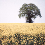 image: terres rouges (xxvii) photoset