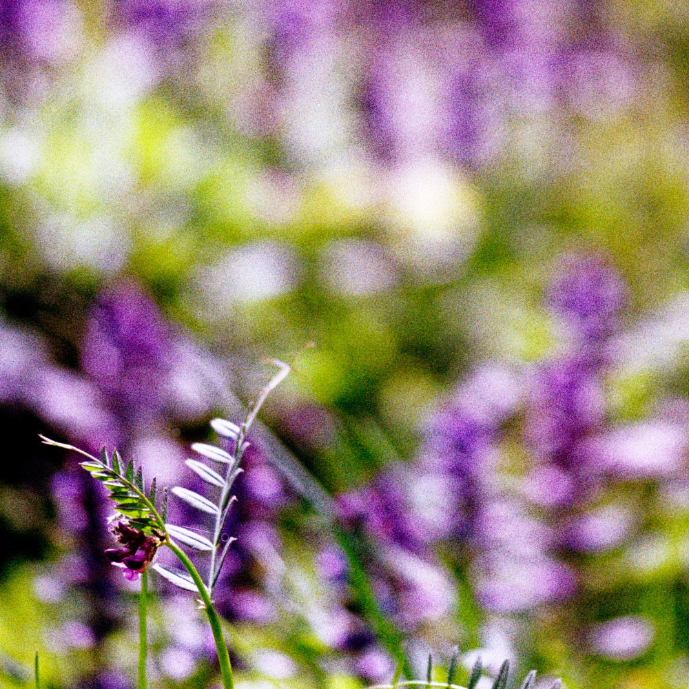 image: This is &lsquo;terres rouges (xxviii) 4&rsquo;.