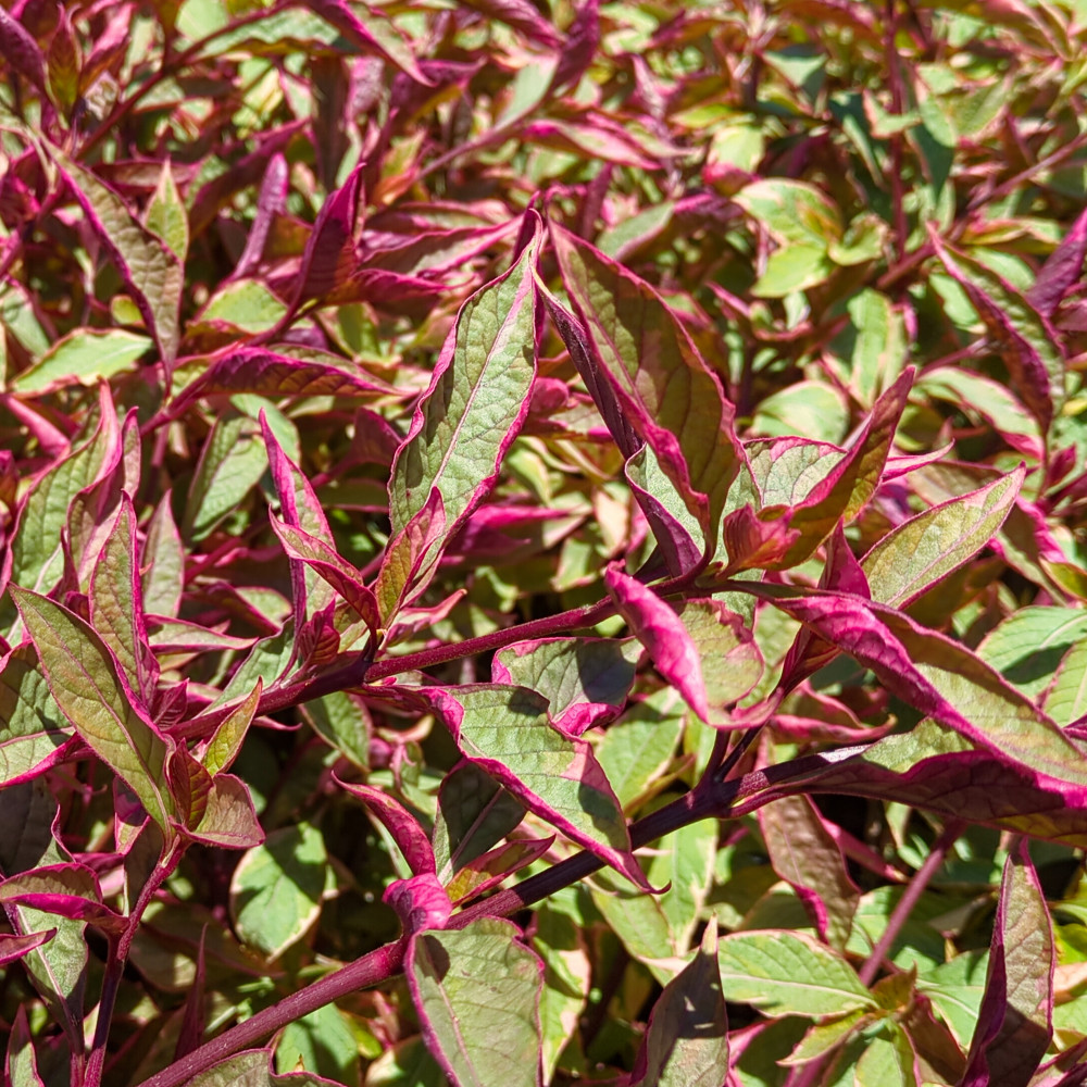 image: This is &lsquo;texture (vi) 3&rsquo;.