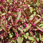 image: Image from the photoset &lsquo;texture (vi)&rsquo;.