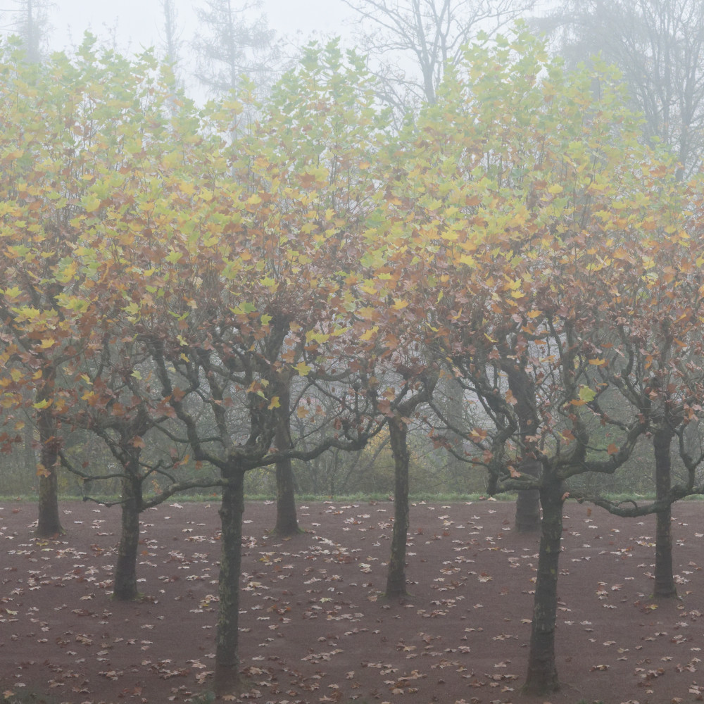 image: This is &lsquo;esch/uelzecht (xlviii) 4&rsquo;.