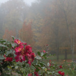 image: Image from the photoset &lsquo;esch/uelzecht (xlviii)&rsquo;.