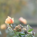 image: Image from the photoset &lsquo;esch/uelzecht (xlviii)&rsquo;.