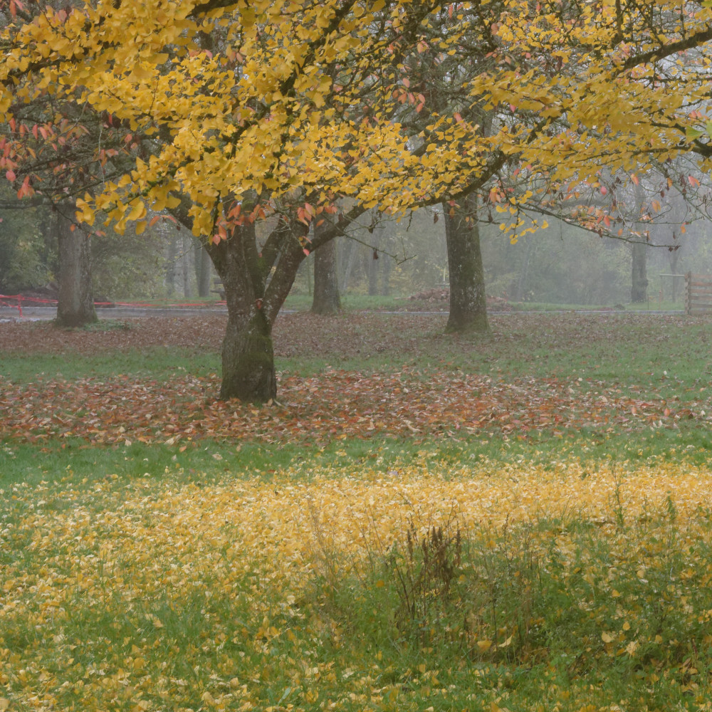 image: This is &lsquo;esch/uelzecht (il) 1&rsquo;.