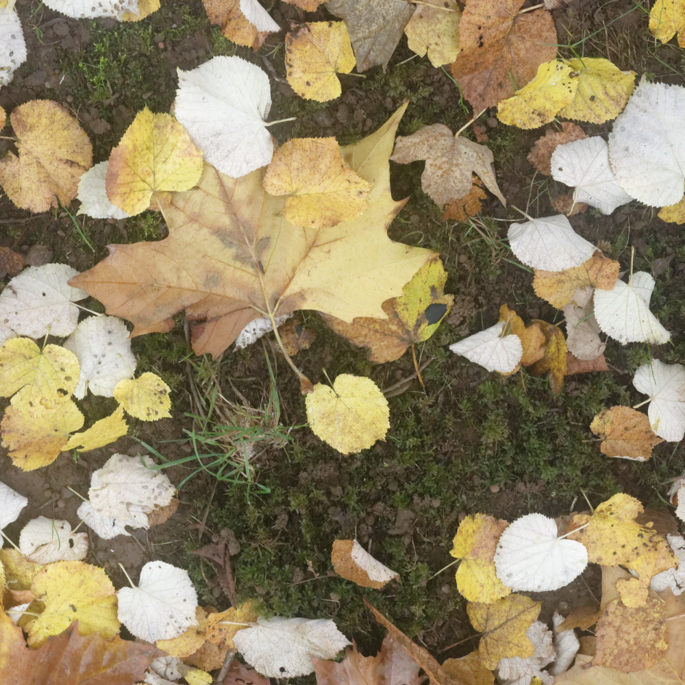 image: This is &lsquo;esch/uelzecht (il) 10&rsquo;.