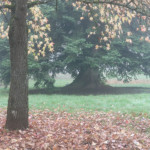 image: Image from the photoset &lsquo;esch/uelzecht (il)&rsquo;.